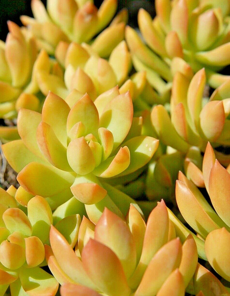 Sedum Adolphii Golden Glow - 4" Potted Plants - Golden Sedum - 2 Pack - Succulent Houseplant