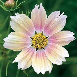 Cosmos Seeds - 1,000 Seeds - Apricot Lemonade - Cosmos bipinnatus