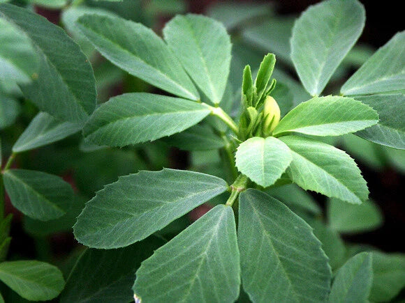 Fenugreek Herb Seeds - Heirloom Trigonella Foenum-Graecum - Hu Lu Ba Methi Semen - Organic Culinary Spice Gardening