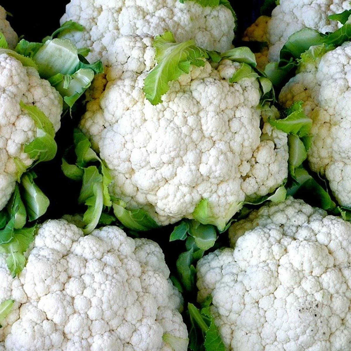 Snowball Cauliflower Seeds - 300+ Organic Heirloom Vegetable Seeds for Garden or Container (Brassica oleracea)