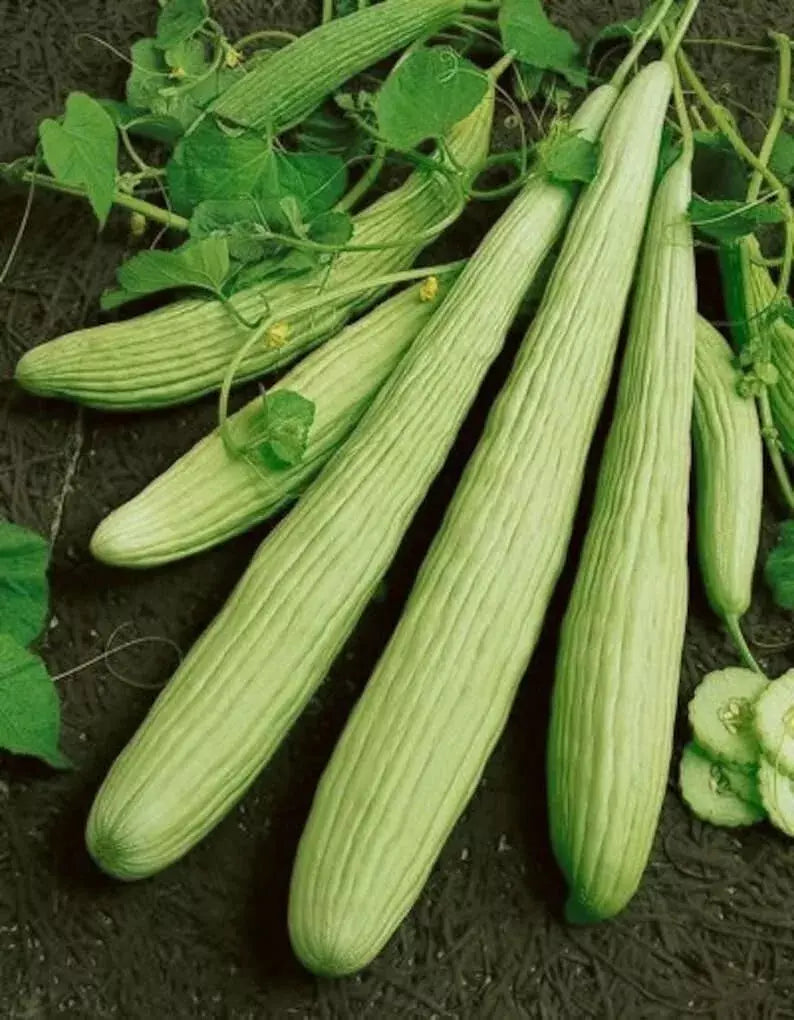 Armenian Yard Long Cucumber Seeds - 100+ Non-GMO Organic Heirloom - Fresh Cucumis melo var. flexuosus