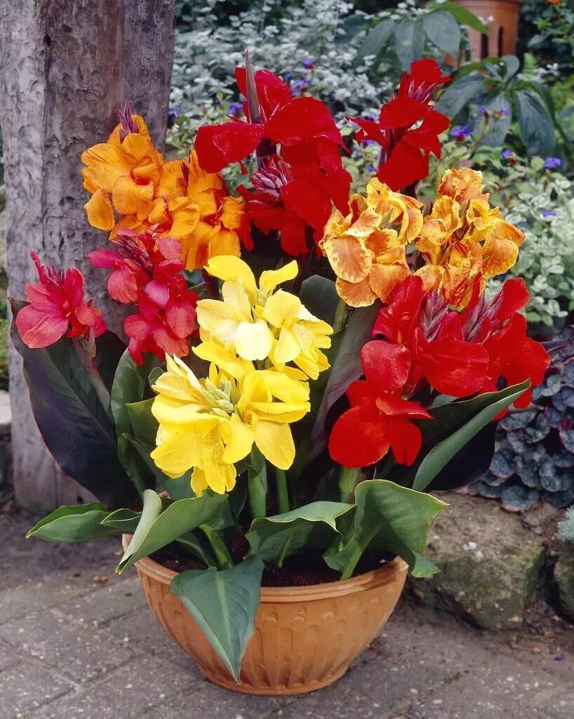 Mixed Canna Lily Bulbs - 10 Pack - Colorful Varieties - Canna indica