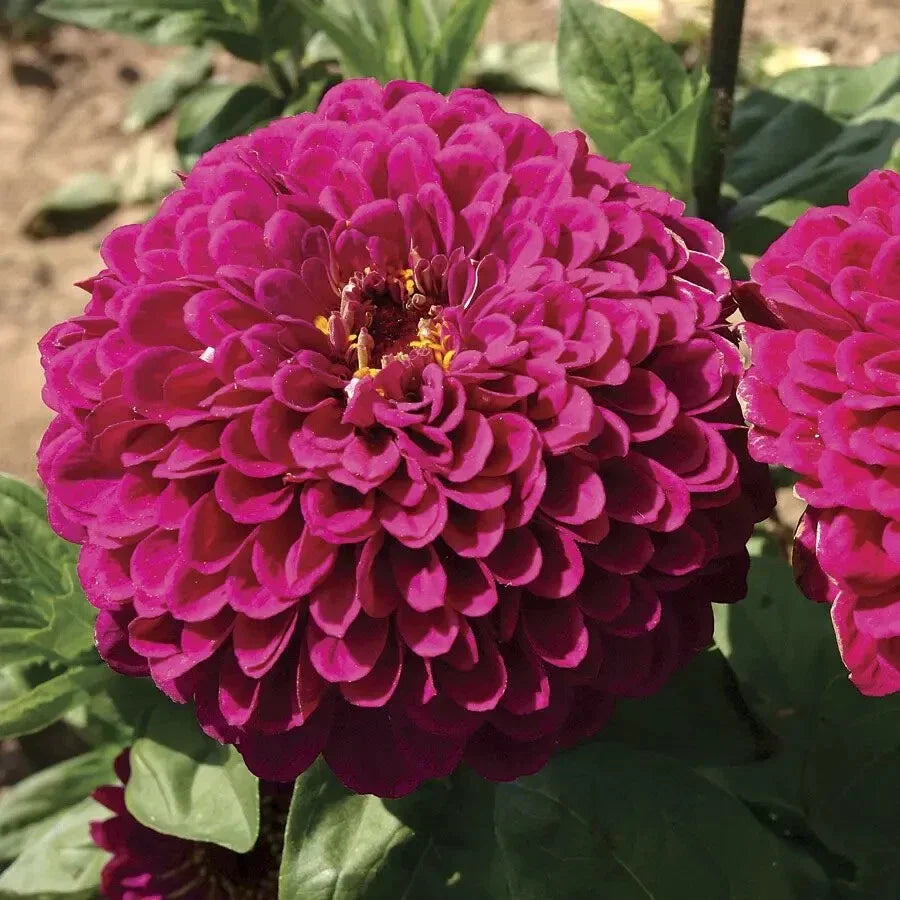Tudor Zinnia Seeds - 100+ Pack for Garden Planting - Zinnia elegans - USA Grown, Non-GMO, Free Shipping