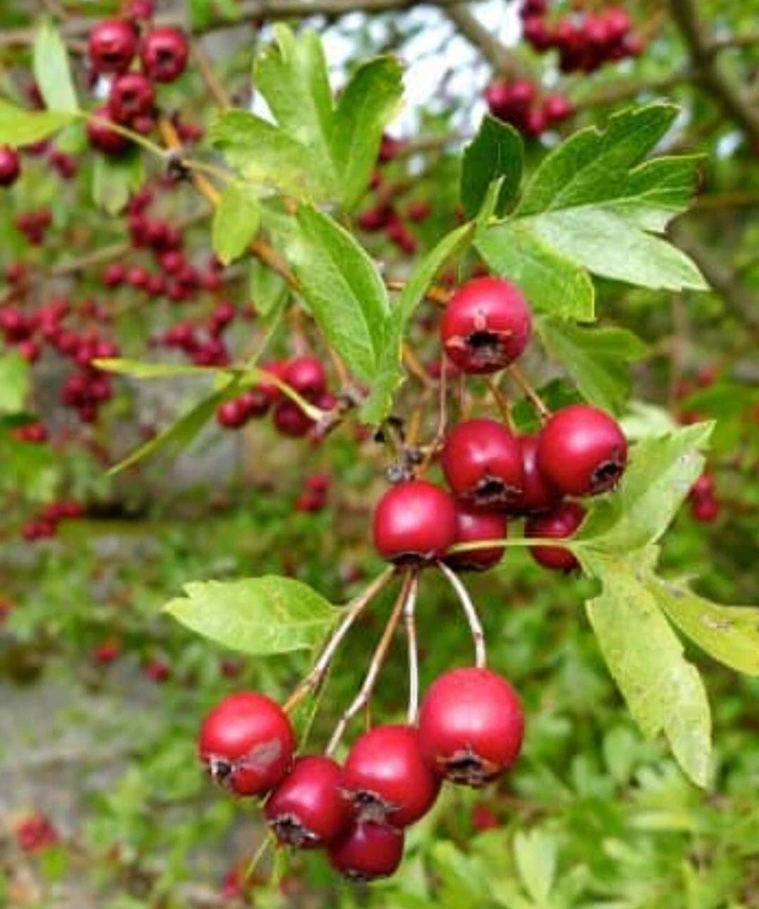 15+ Organic Hawthorn Berry Seeds - Quickthorn, Thornapple, Mayflower - Crataegus