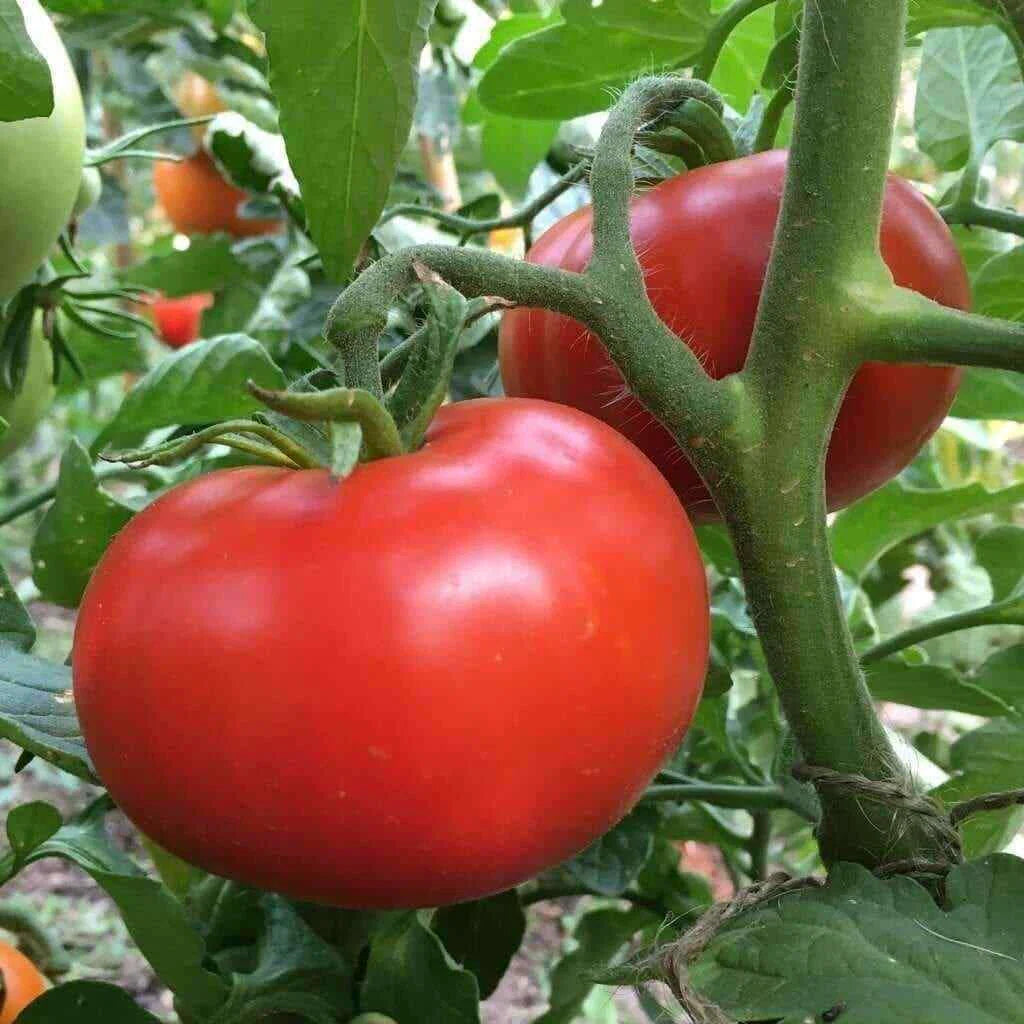 Sub Arctic Plenty Tomato Seeds - 25 Count - Early Ripening Variety (45-50 Days) - Ideal for Home Gardens