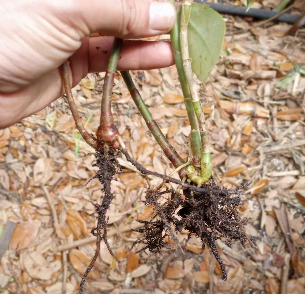 Spiral Ginger Plants 6-10'' Organic Rhizomes Costus barbatus - 2 Pieces Rooted Plant