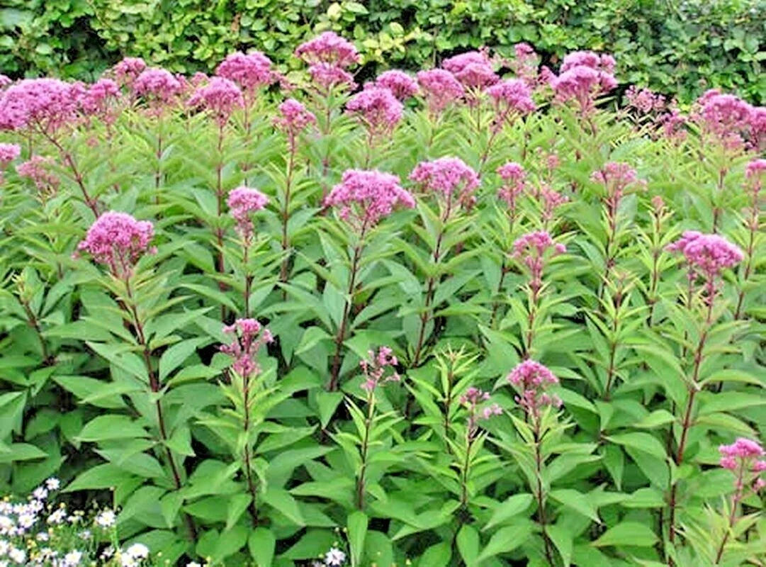 Joe Pye Weed Seeds - 200+ Organic Native Wildflower Seeds for Summer Garden - Eupatorium purpureum