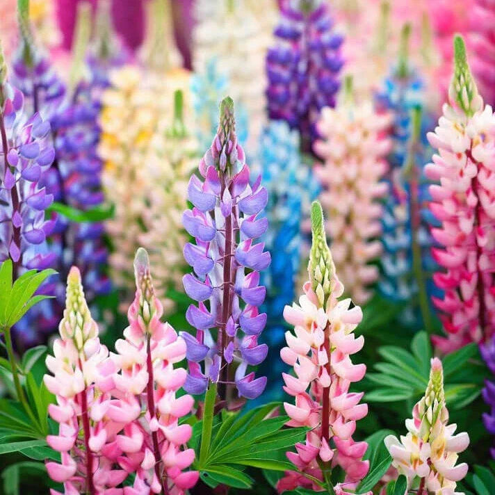 Pixie Delight Lupine Seeds | Non-GMO Flower Seeds | Colorful Perennial Blooms | Lupinus polyphyllus