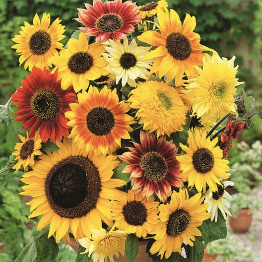 Sunflower Seeds Mix - HERE COMES THE SUN - 6 Types Bees Love - Non-GMO - 50 Seeds - Helianthus