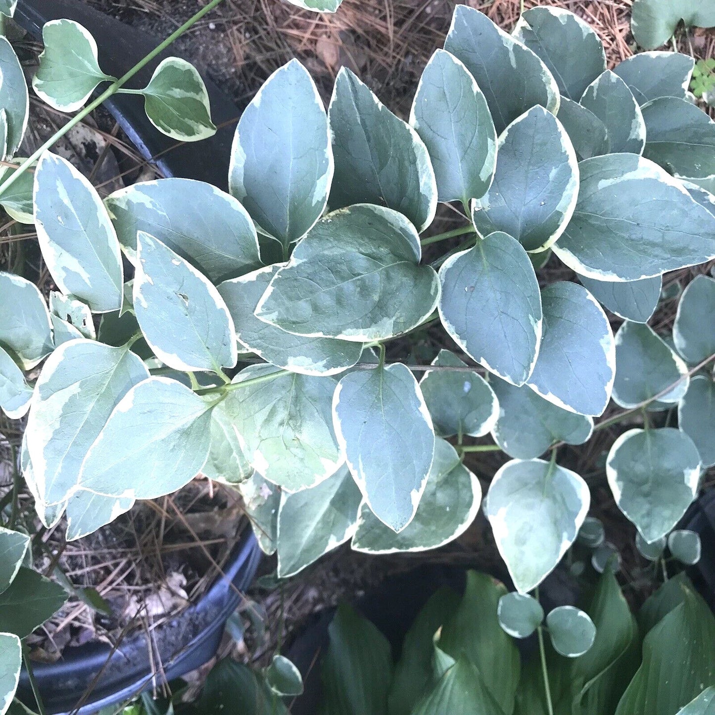Variegated Vinca Periwinkle Starter Plants - 6 Bare Root Trailing Vines - Ideal for Garden and Hanging Planters