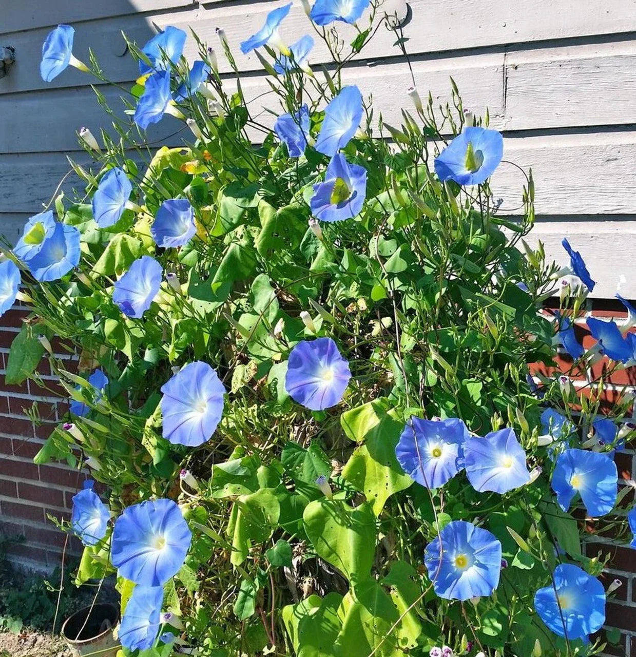 Morning Glory Seeds - Heavenly Blue - 20 Seeds - Ipomoea tricolor - Climbing Vine with Sky Blue Blooms