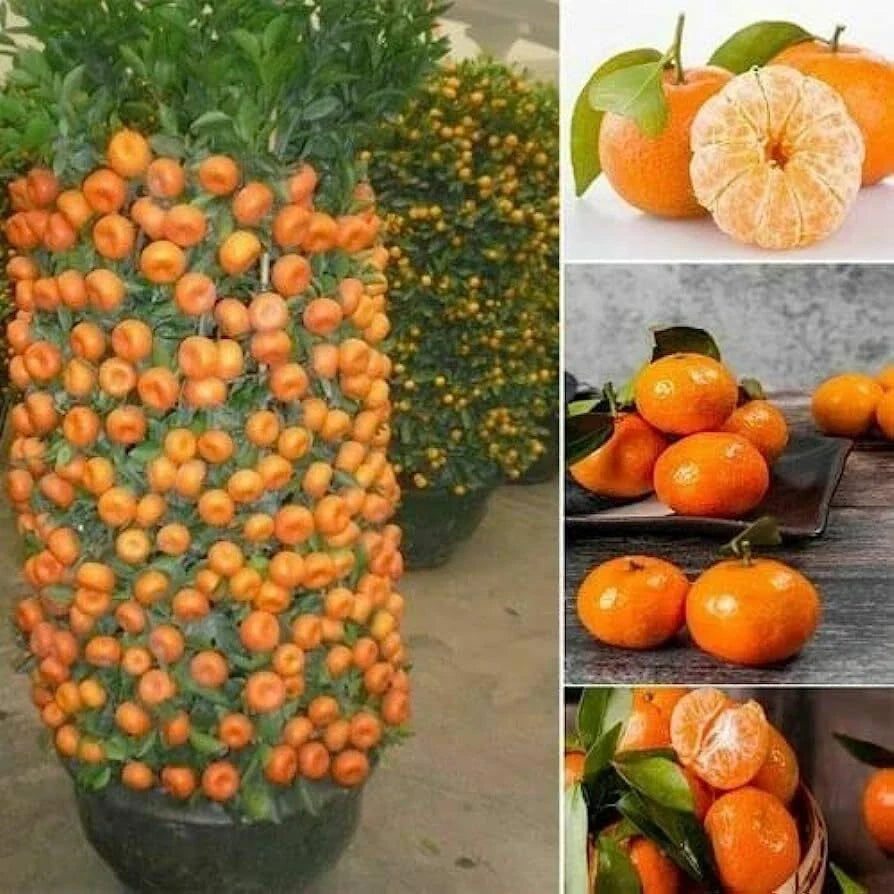 Dwarf Orange Seeds for Planting - 10 Hardy Orange Seeds - Citrus reticulata, Grow Fruit Bearer