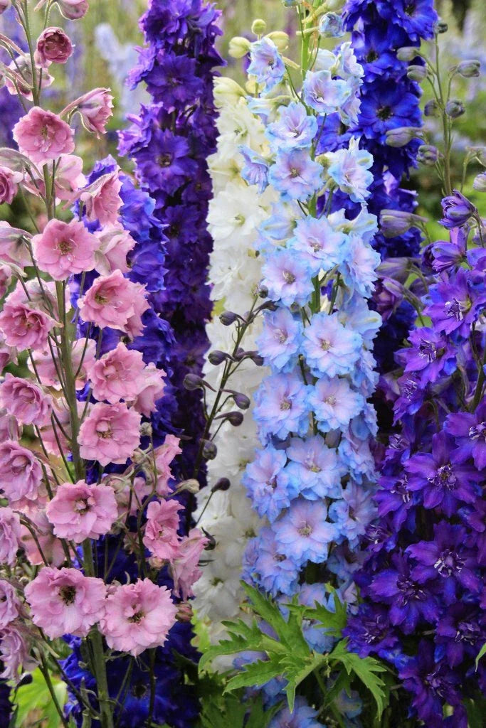 Delphinium Seeds Mix - 50 Doubles Perennial Flower Seeds - Colorful Garden Blend - Delphinium elatum 57 US Seller