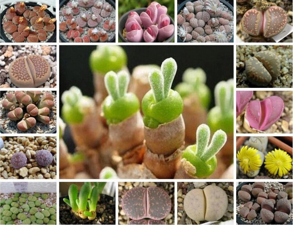 Mixed Succulent Seeds Pack - 100 Seeds - Variety of Colors and Textures - Ideal for Gardening and Plant Lovers