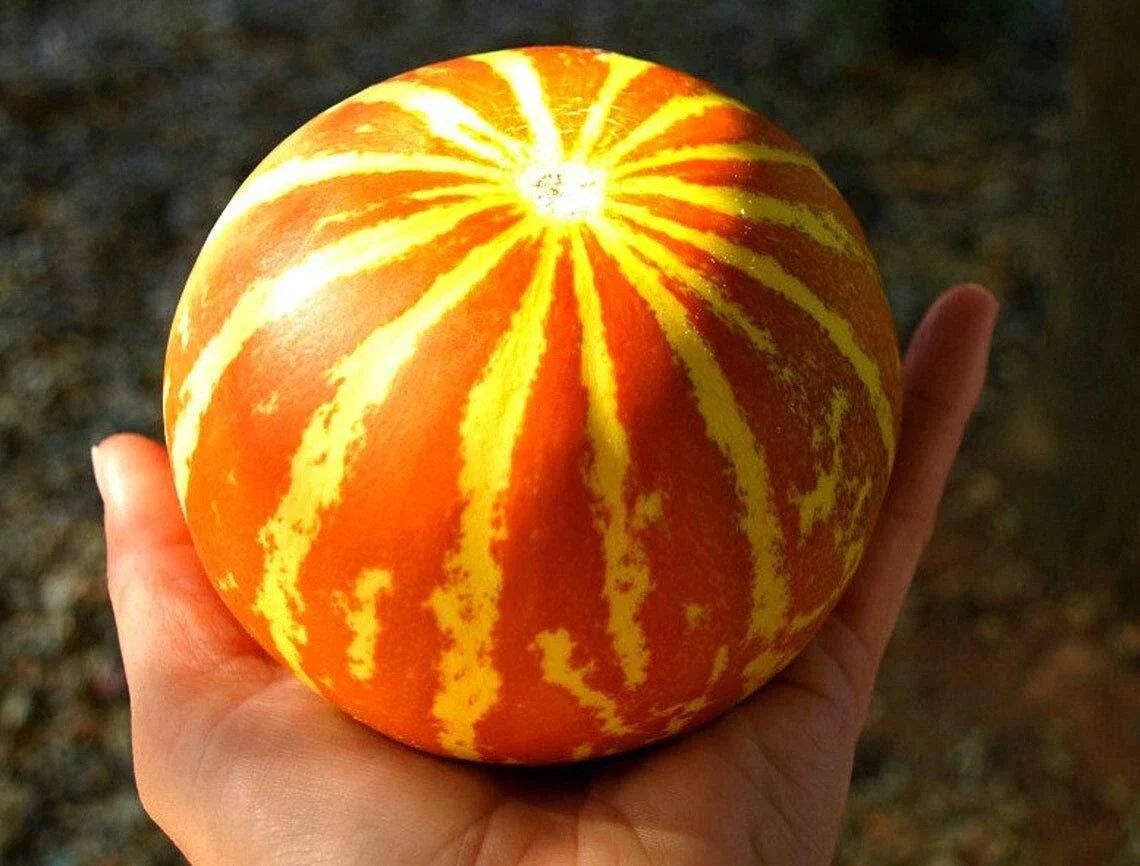 Queen Anne's Pocket Melon Seeds - 10 Seeds - Heirloom Variety - Cucumis melo