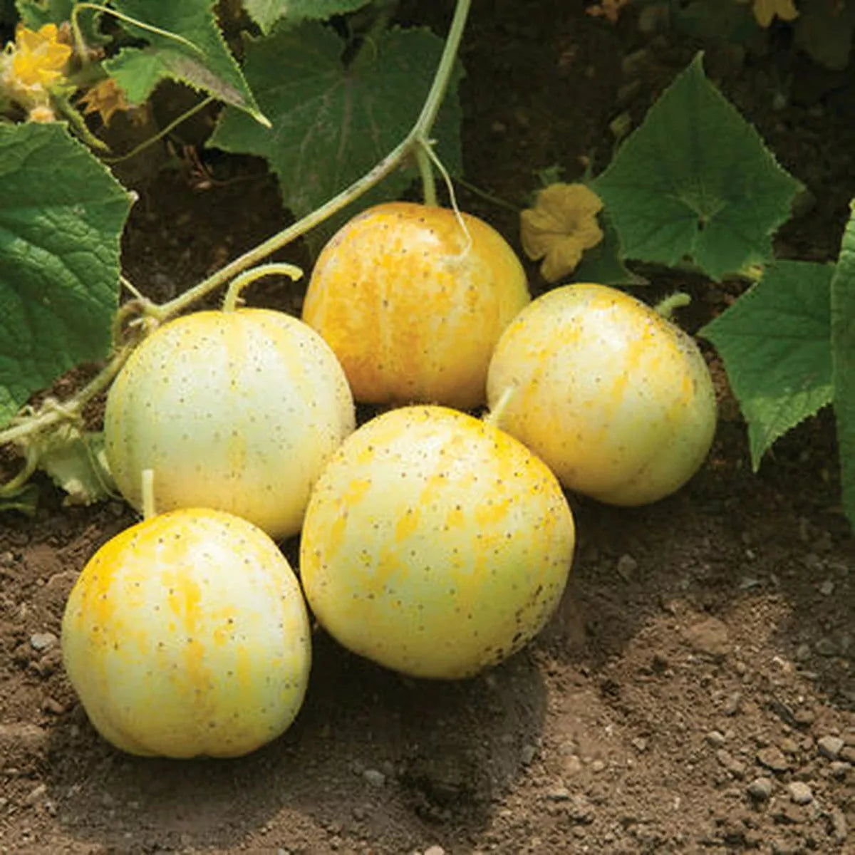 Lemon Cucumber Seeds, Budamkaya Variety, Burpless, Non-GMO, Heirloom, Organic Gardening Supplies