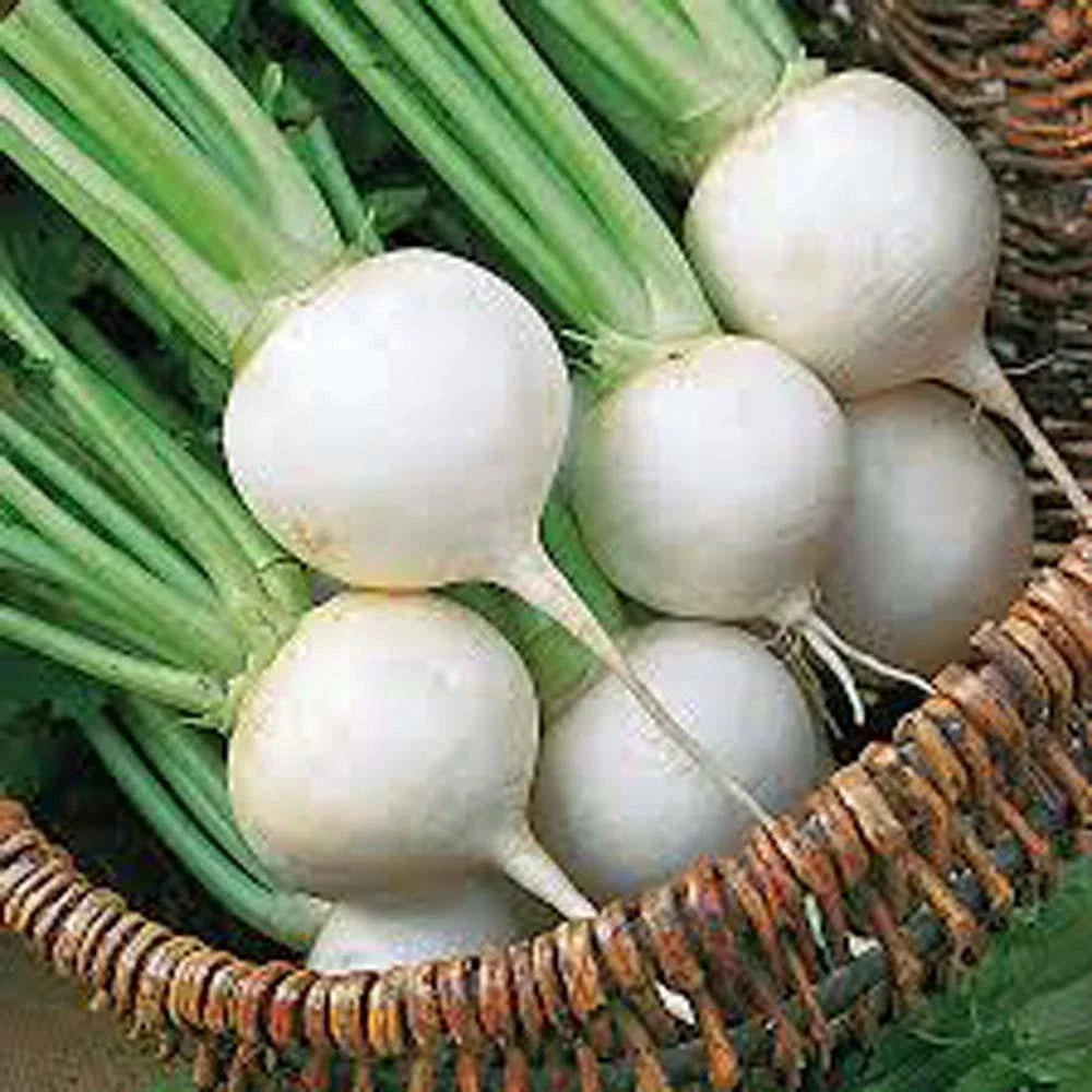 Turnip Seeds 1000 Count, Heirloom White Egg Variety, Non-GMO Vegetable Seeds, Brassica rapa