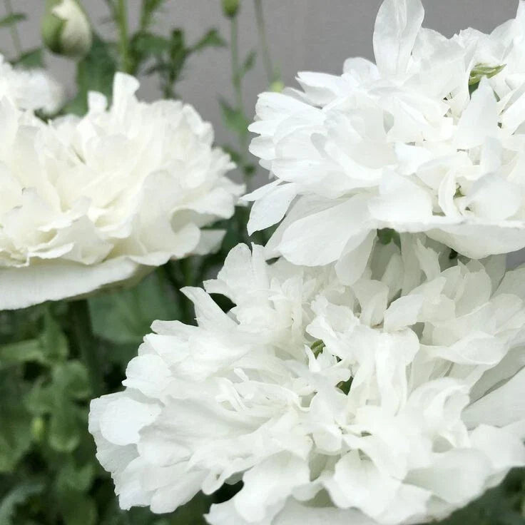 White Cloud Poppy Seeds - 200+ Pack for Garden Planting - Papaver somniferum - USA Grown, Free Shipping