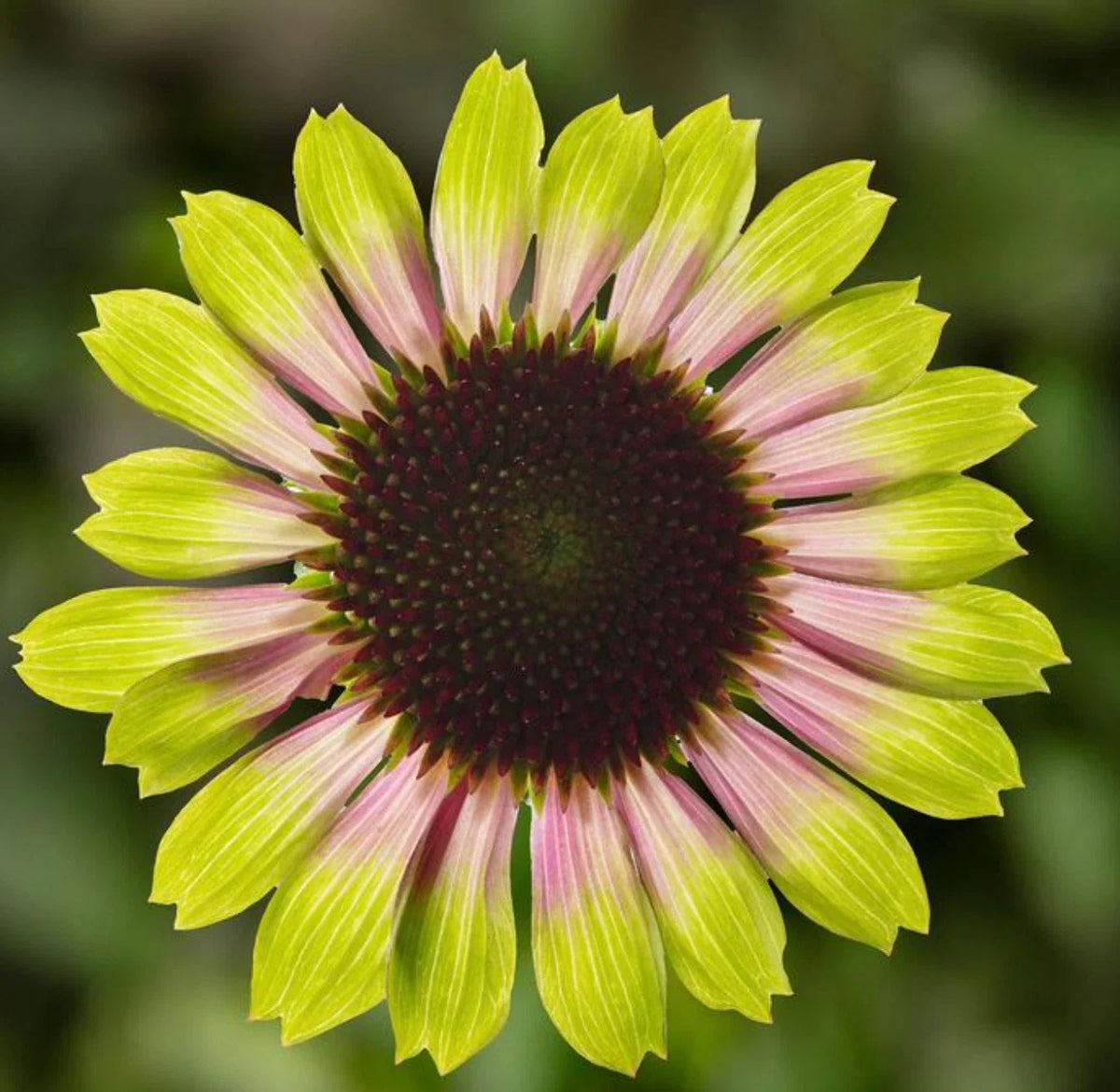 Echinacea Prairie Blaze Vintage Lime Live Perennial Plant Plug, Echinacea purpurea, Pink and Lime Green Flowers