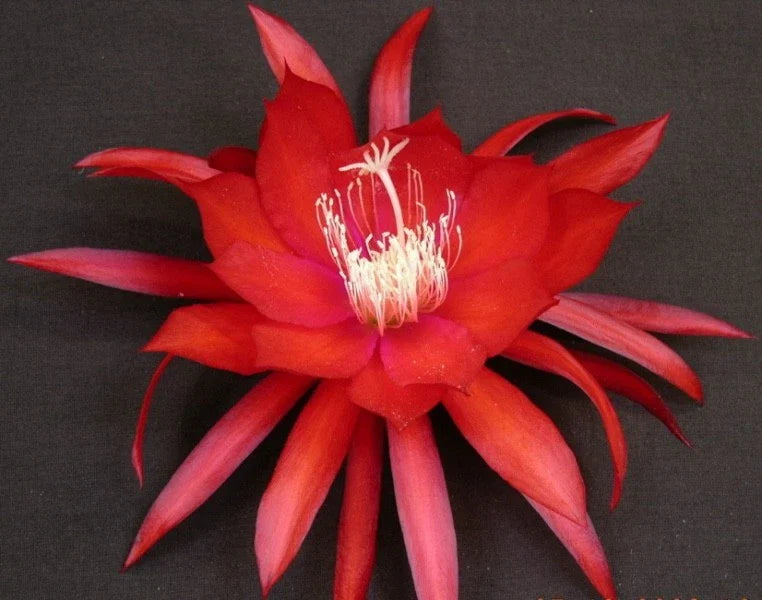 Epiphyllum Orchid Cactus Cutting - Cosmic Queen Variety - Don's Cuttings SEPT/3