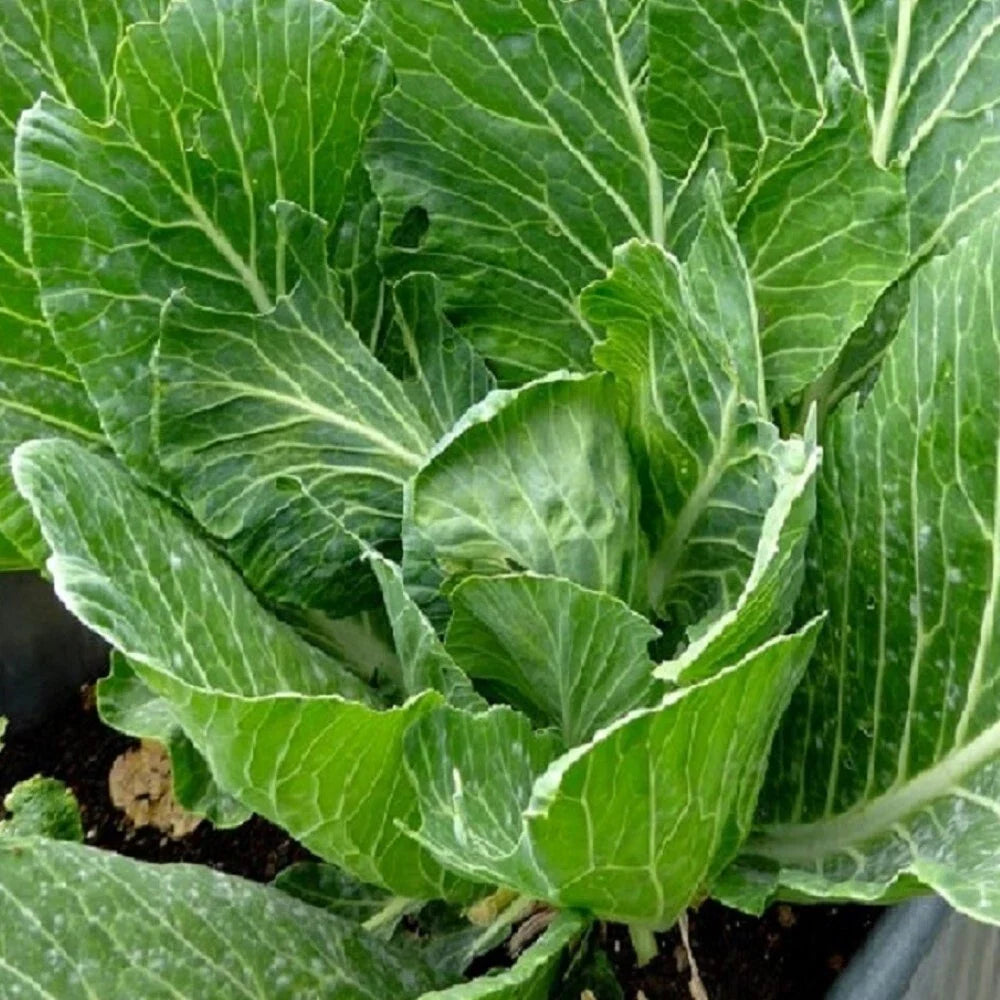 Vates Collards Seeds | Heirloom NON-GMO Garden Seeds | Fresh Vegetable Seeds | Brassica oleracea var. acephala