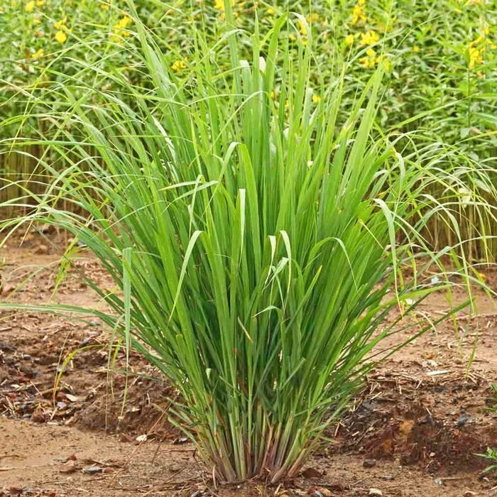 Set of 5 Edible Lemongrass Rooted Plants – Live Herb – Easy Grow – Cymbopogon citratus