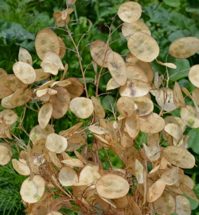 Money Plant Seeds 100+ Lunaria Biennis Silver Pennies Wildflower Garden