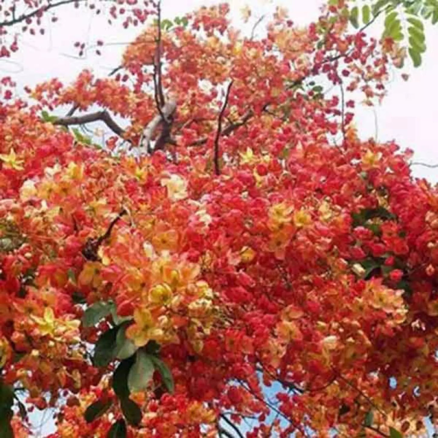 Red Shower Tree Seeds - 10 Pre-Stratified Seeds - Cassia marginata - Tropical Flowering Plant