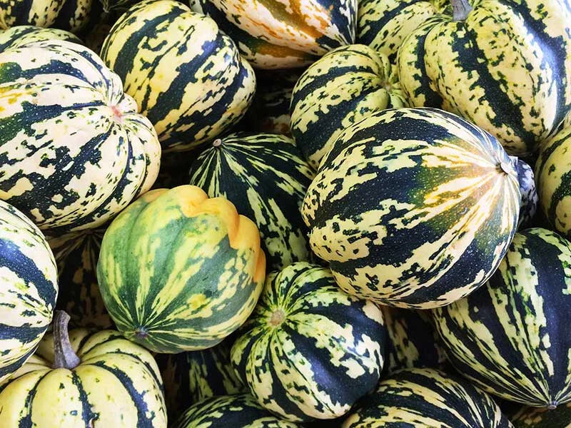 Carnival Squash Seeds - 25+ Pack - Heirloom Variety - Cucurbita pepo - Perfect for Garden Planting - USA