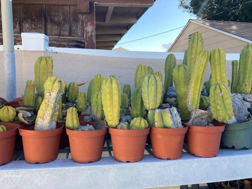 Echinopsis Cactus - Rooted Starter Plant - Ornamental Cactus - Non-Variegated (Echinopsis spp.)