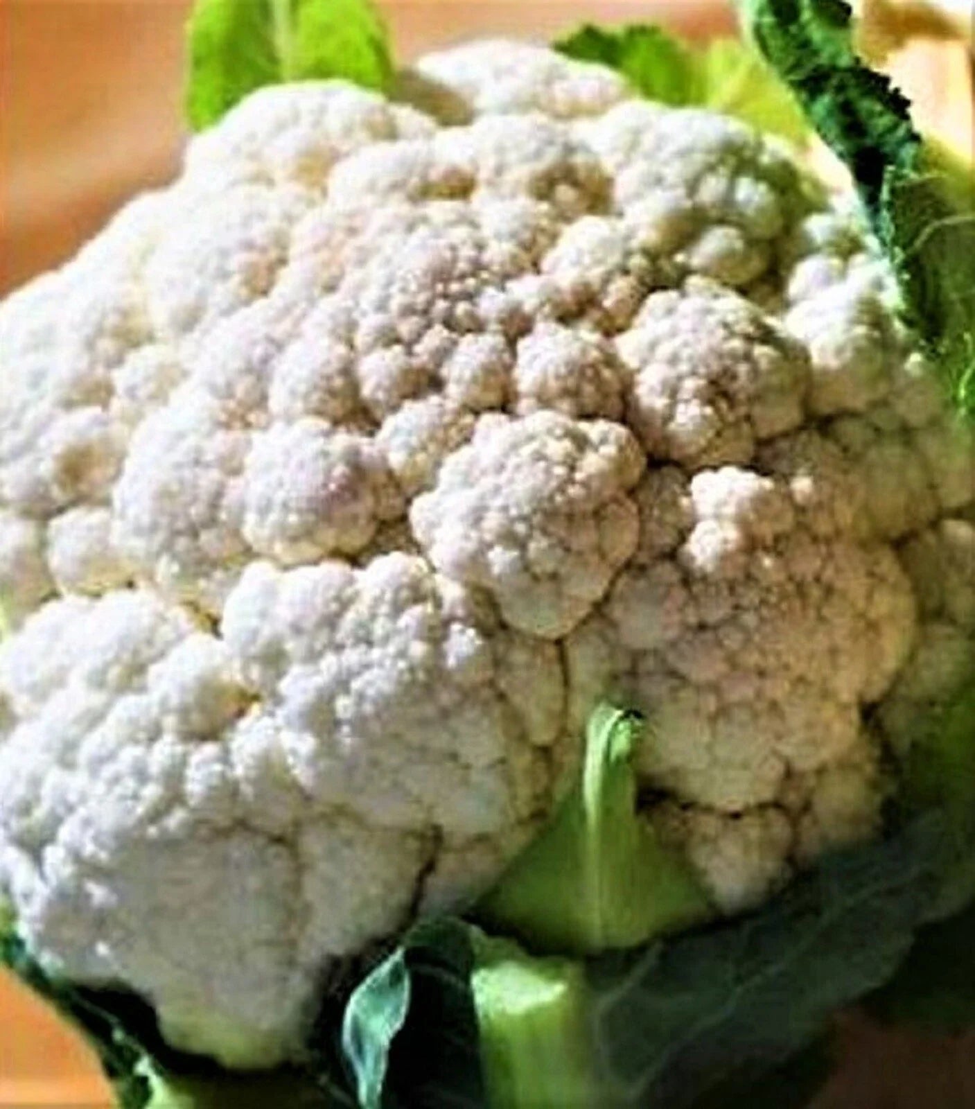 Self Blanching Cauliflower Seeds 200+ Non-GMO - Brassica oleracea