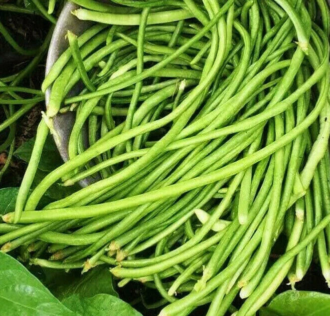 White Yard Long Bean Seeds - Asparagus Green Chinese Variety - Heirloom Asian Seed for 2025