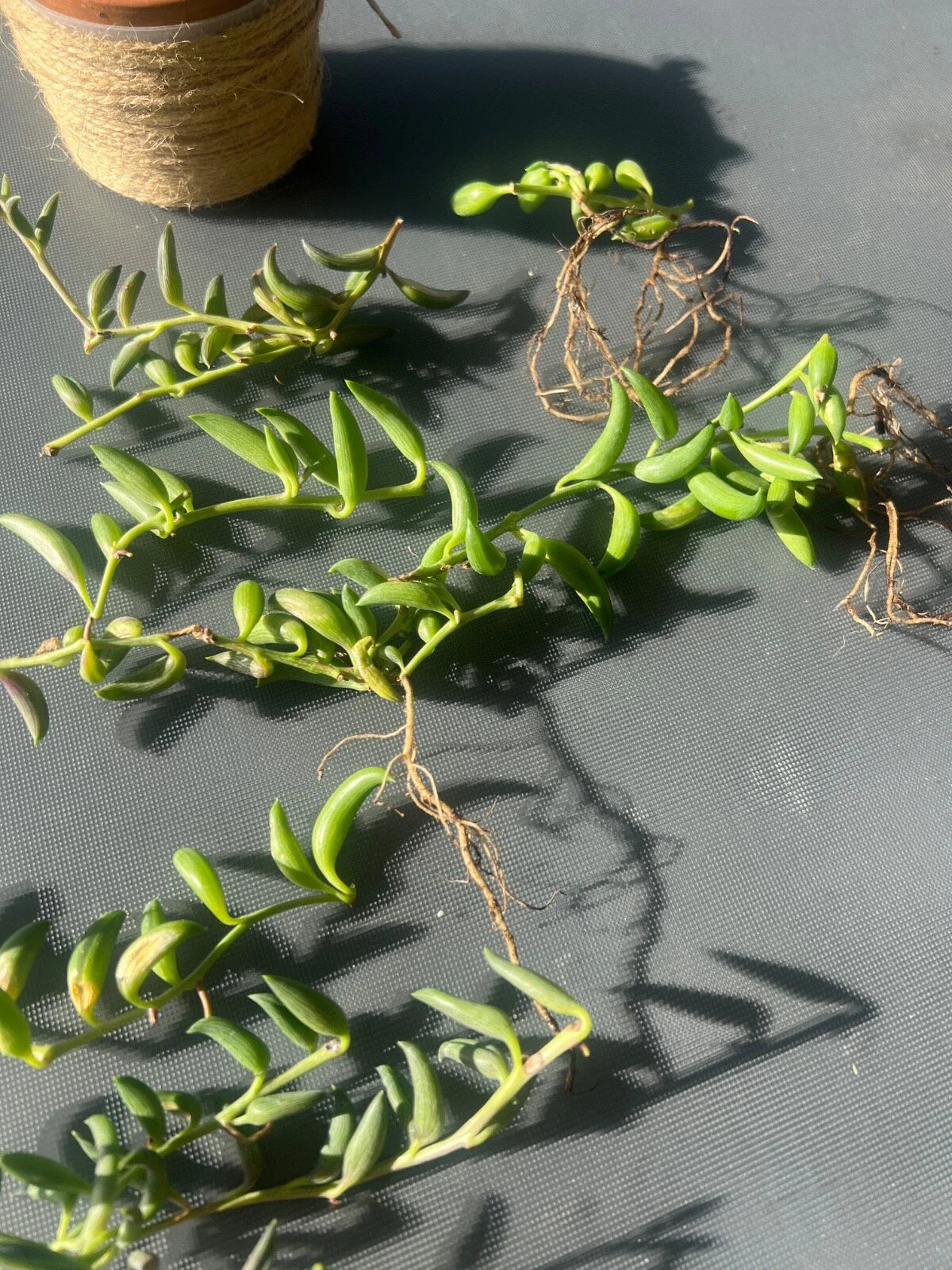 String of Bananas Cuttings - 3 pcs - Senecio radicans - Easy Care Succulent Plant Cuttings for Indoor Gardening