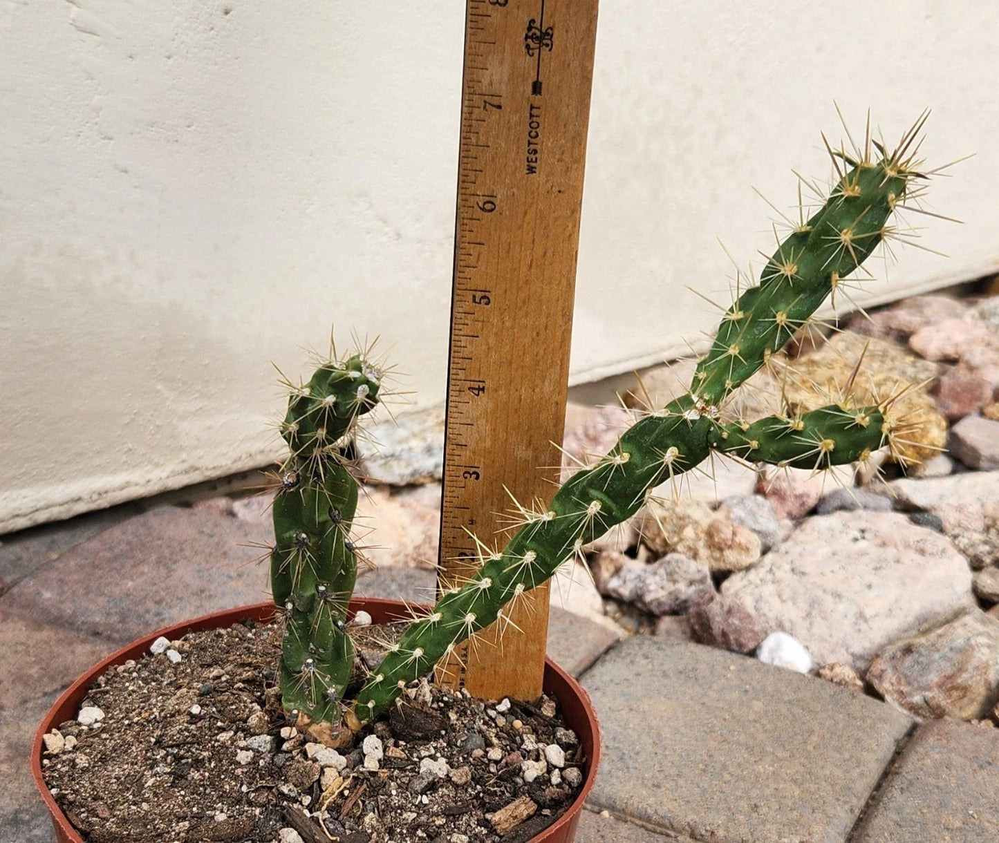 Live Rooted Cactus Plant - Cylindropuntia imbricata - Tree Cholla - Pueblo Colorado Variety