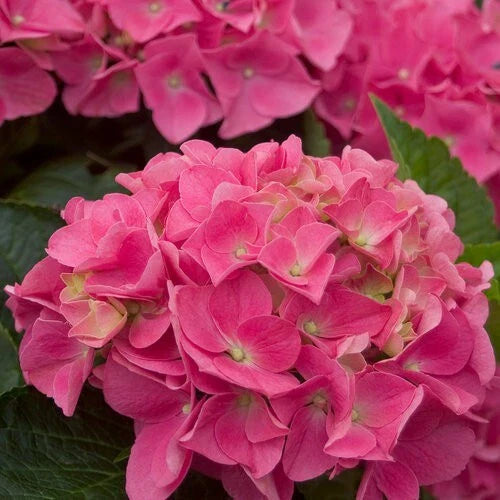 Vienna Pink Hydrangea Seeds - 5 Perennial Flower Seeds - Hardy Shrub Bush - Hydrangea macrophylla