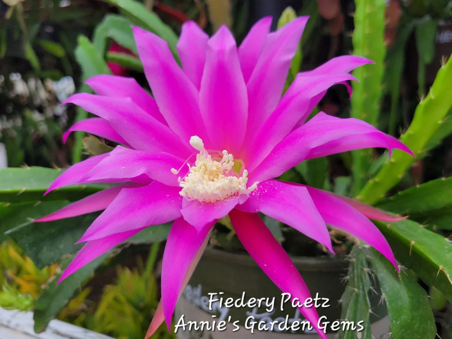 Epiphyllum Cuttings - Unrooted 8-10 Inch Fiedery Paetz - Cactus Plant for Propagation, Indoor Gardening