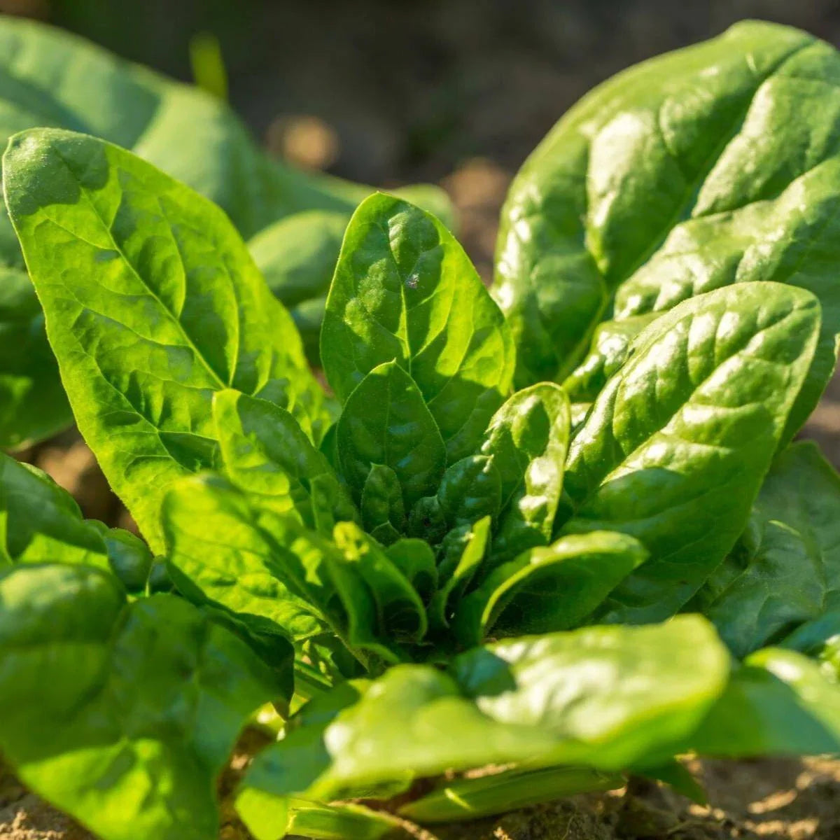 Noble Giant Spinach Seeds | Slow Bolting Cold Hardy Green Leaf Lettuce | 2025 Quality Seeds for Home Garden