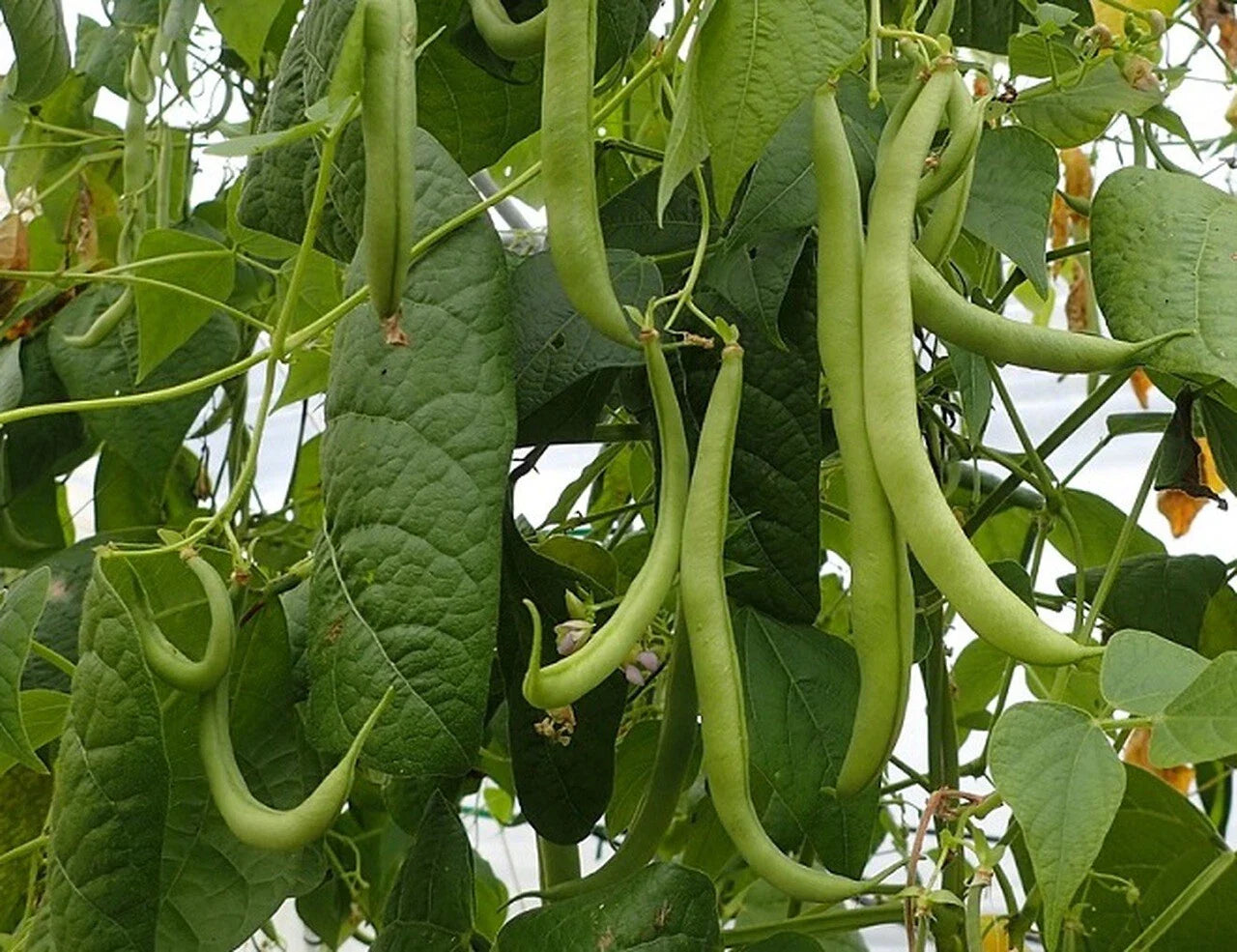 Strike Bush Green Bean Seeds, NON-GMO, Heavy Yields, Phaseolus vulgaris, Free Shipping