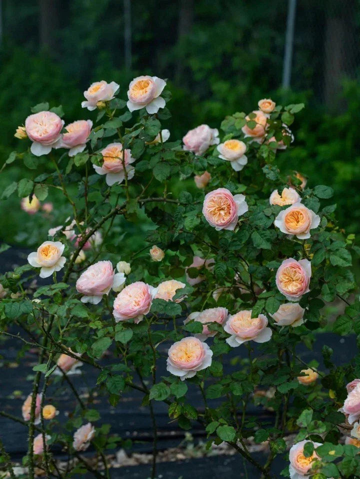 Climbing Rose Live Plant - HanXian Chinese Rose, Own Root, 涵仙 - Perfect for Gardens and Trellises