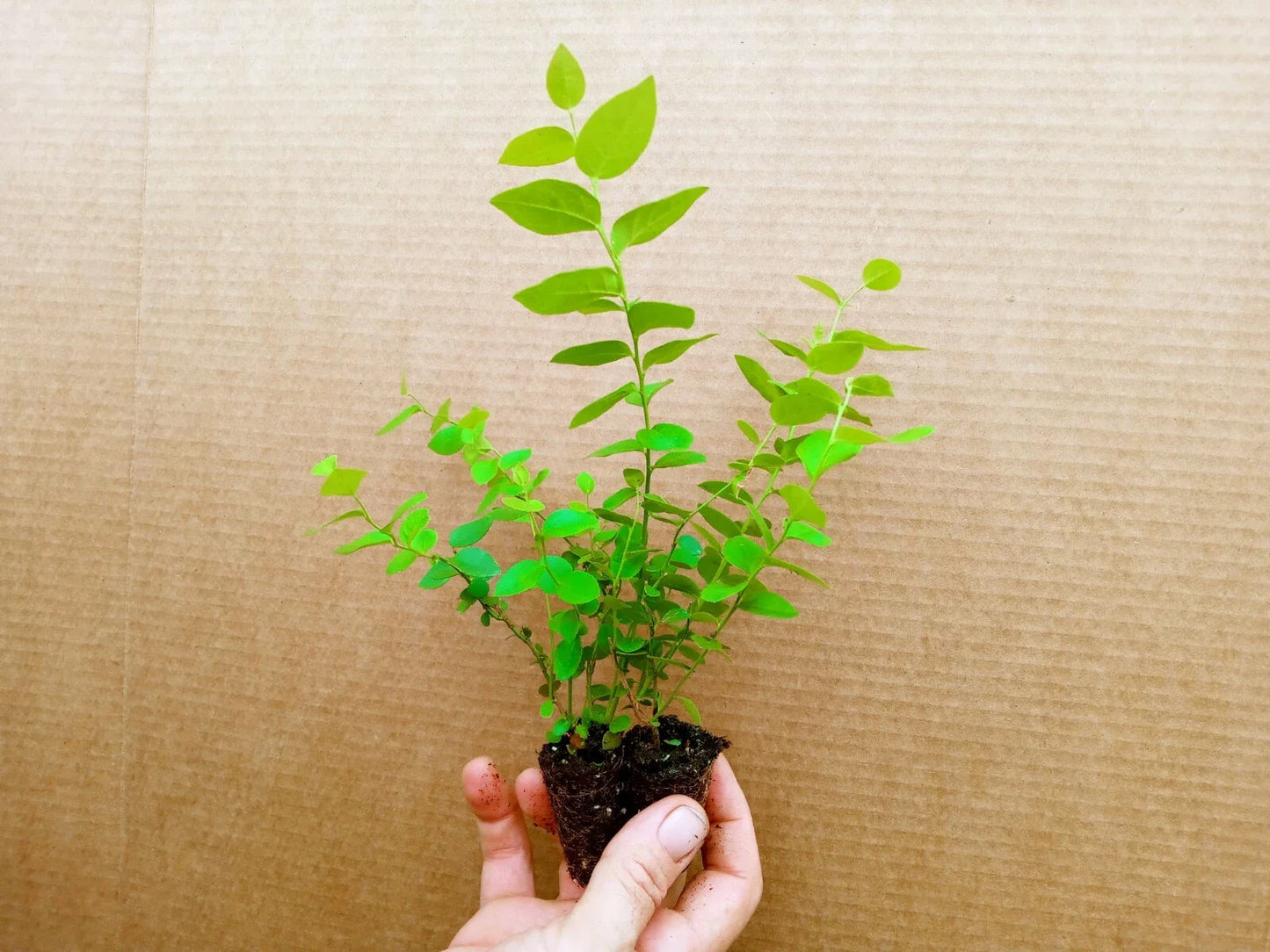 Blueberry Starter Plants - Sunshine Blue Variety (Vaccinium corymbosum) - Set of 2, Pesticide Free, Zones 5-10, Sweet Berries
