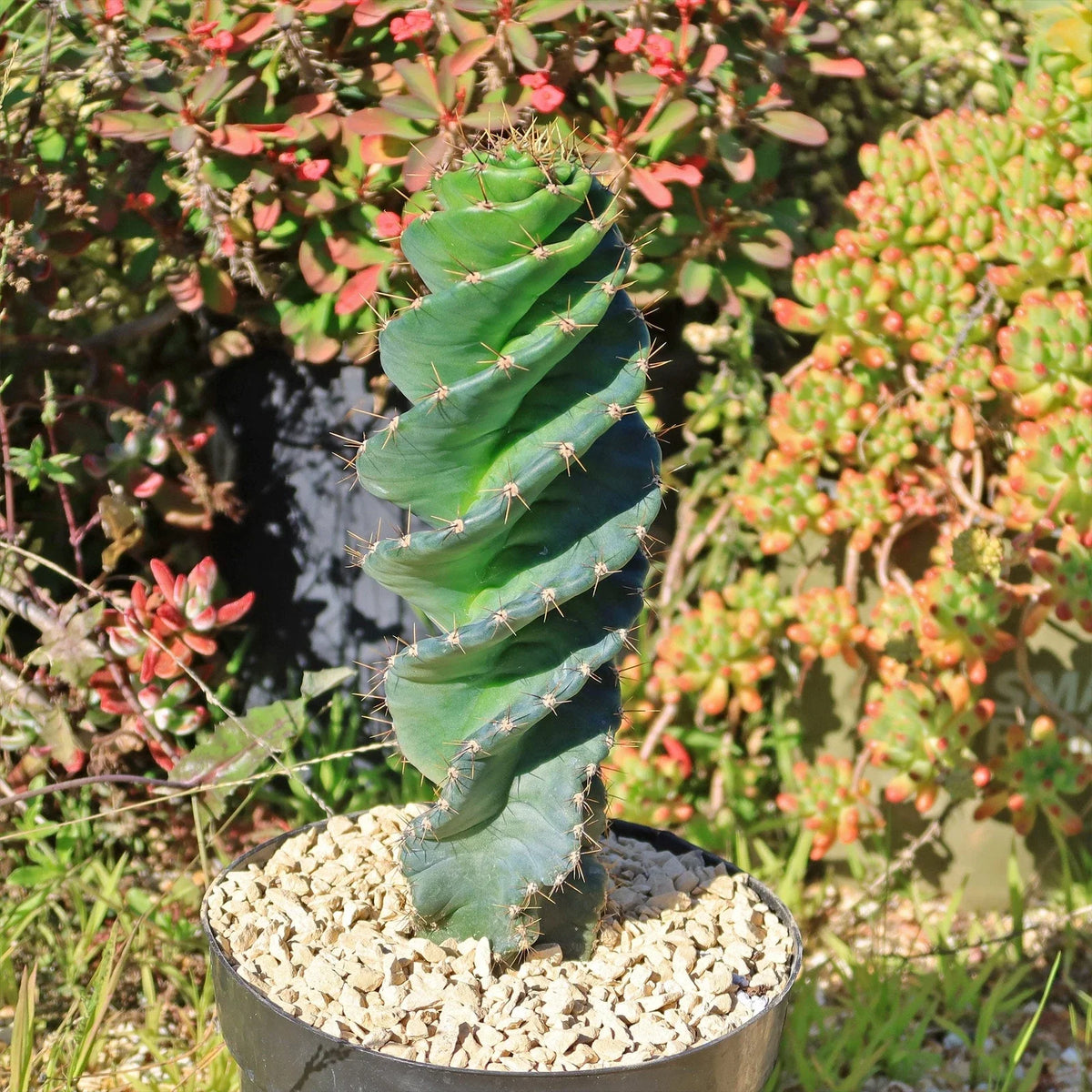 Spiral Cactus Plant - Cereus forbesii 'Spiralis' - Live Cacti Succulent for Home Decor, Indoor Gardening