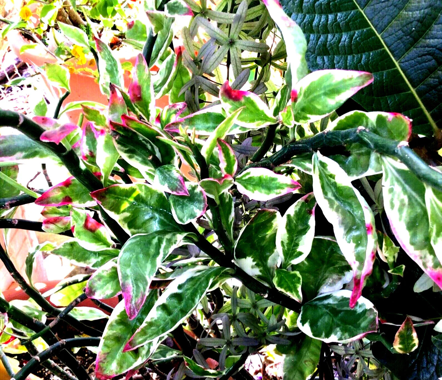 Fresh Cuttings 2x 12” Devil's Backbone Succulent, Variegated Slipper Pink - Euphorbia tithymaloides