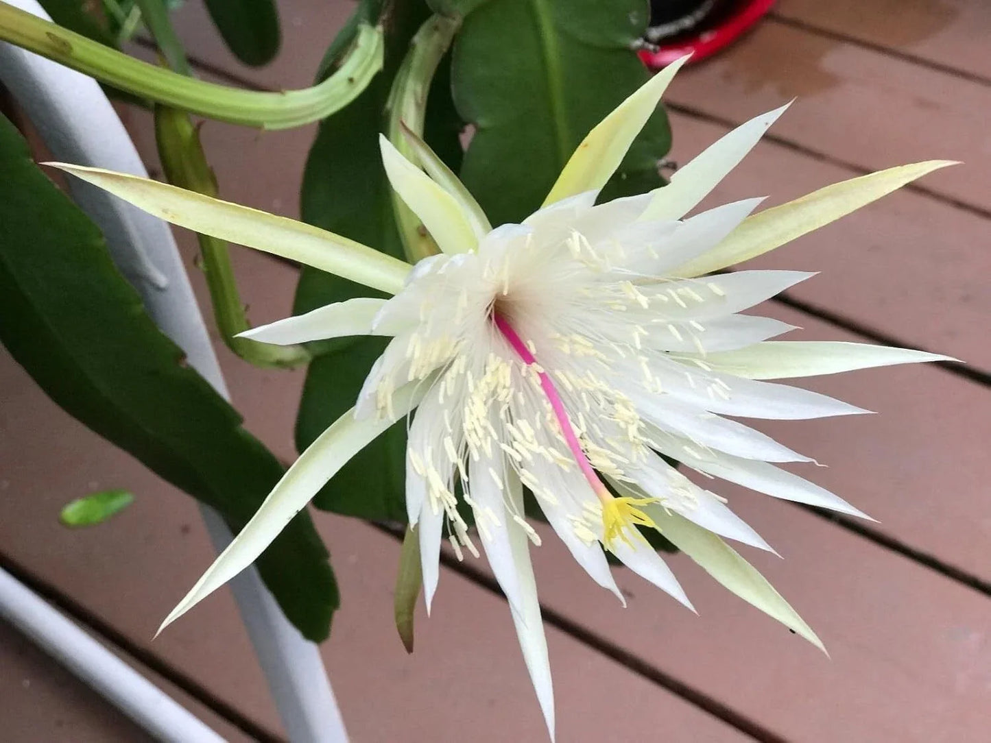 Epiphyllum Orchid Cactus Cuttings - Night Blooming Cereus Hookeri Strictum - 3 Pieces