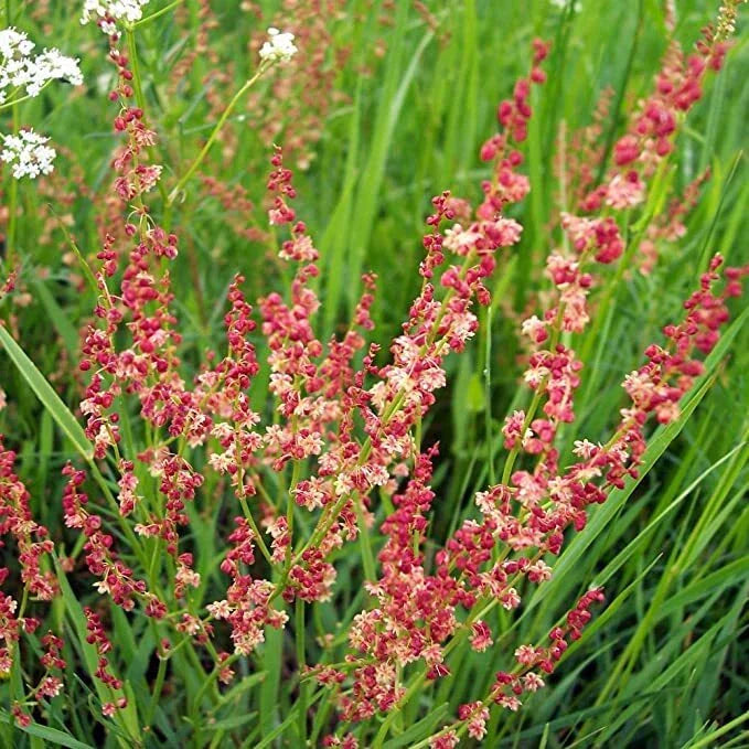 Sheep Sorrel Seeds Packet - 100 Seeds - Rumex acetosella - Edible Herb, Perennial, Fast-Growing, Nutrient-Rich