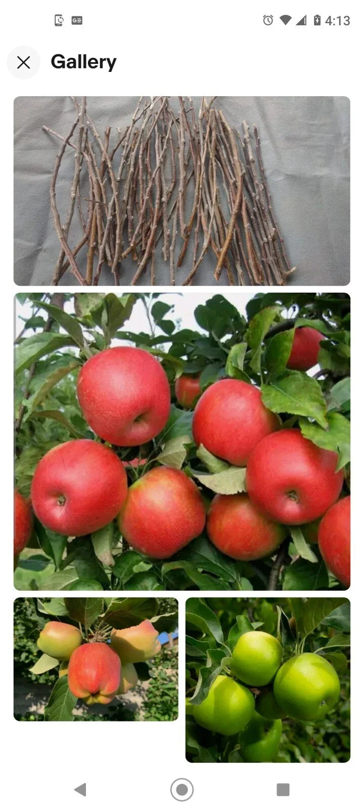 Apple Tree Cuttings - 6+1 Free Grafting Scions - Live Rooting Variety - Malus domestica