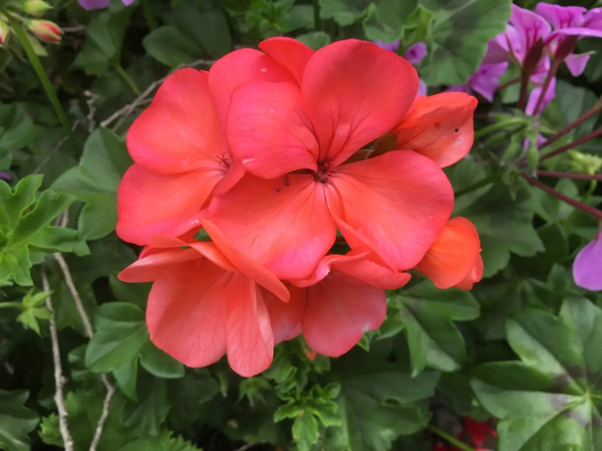 Brilliant Orange-Salmon Geranium Cuttings (6) - Pelargonium spp. for Rooting, Indoor/Outdoor Gardening