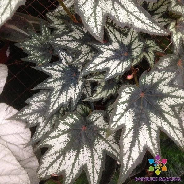 Little Brother Montgomery Begonia Seeds - 25+ Pack - Perfect for Garden - USA Grown - Free Shipping
