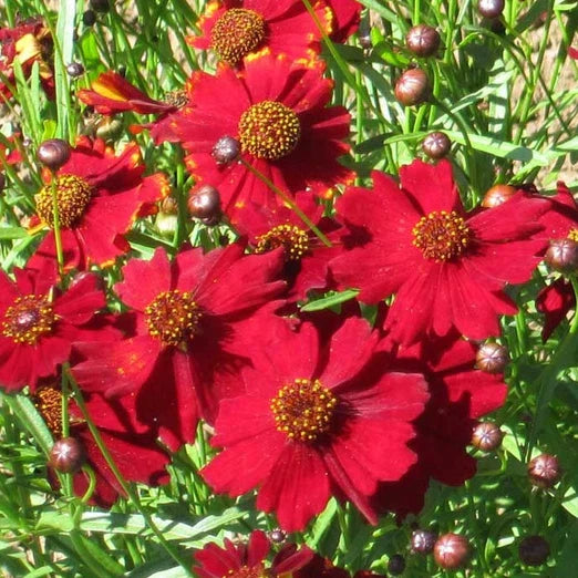 Coreopsis Seeds | Tall Red Plains | Non-GMO | Flower Seeds | Free Shipping | 1273