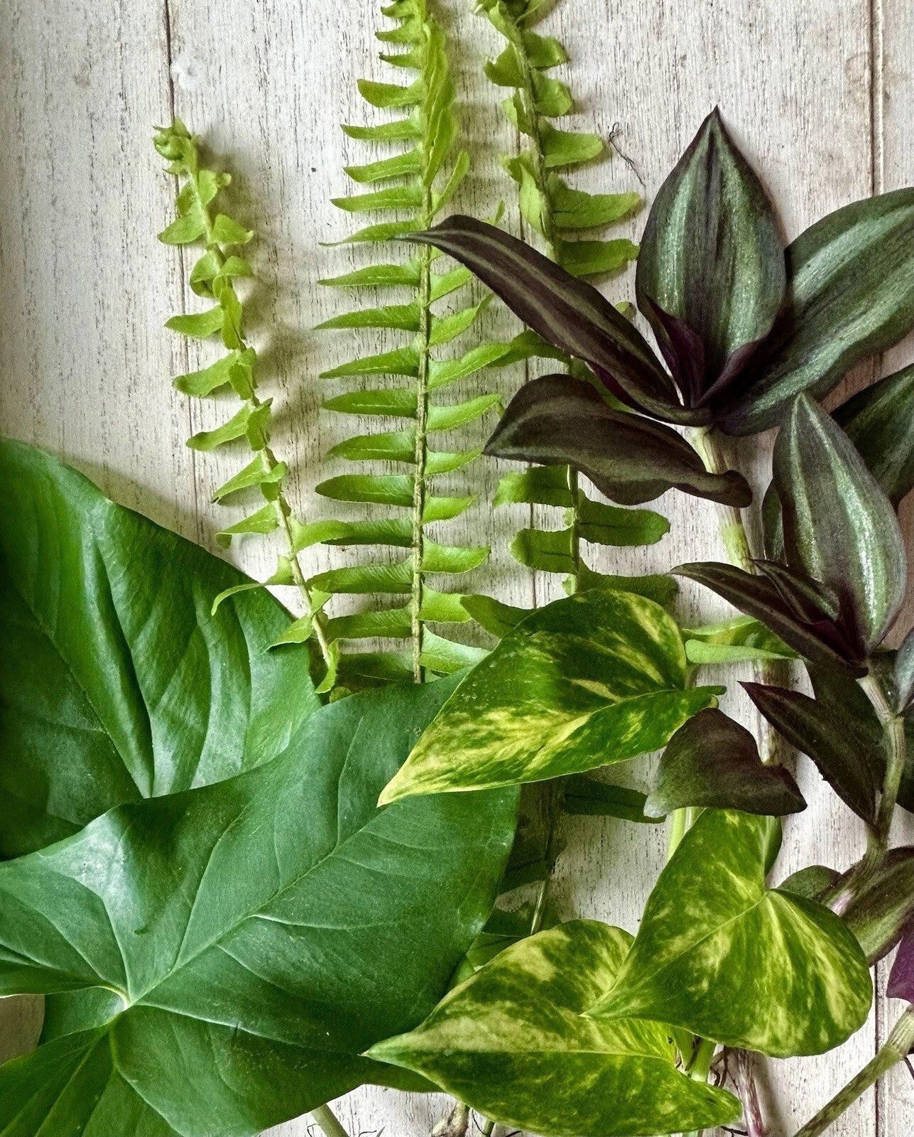 Rooted Plant Cuttings Set - 12 Pothos, Wandering Jew, Arrowhead, Ferns - Indoor Houseplants for Easy Care and Decoration
