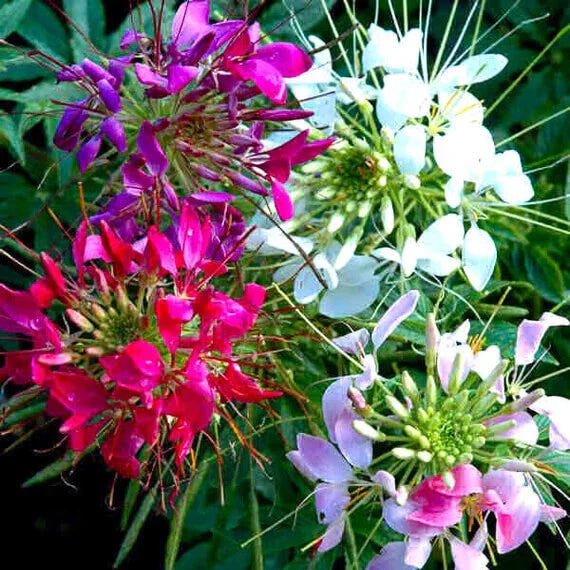 Mixed Colors Cleome Seeds - Non-GMO Flower Seeds for Garden Planting - Cleome hassleriana